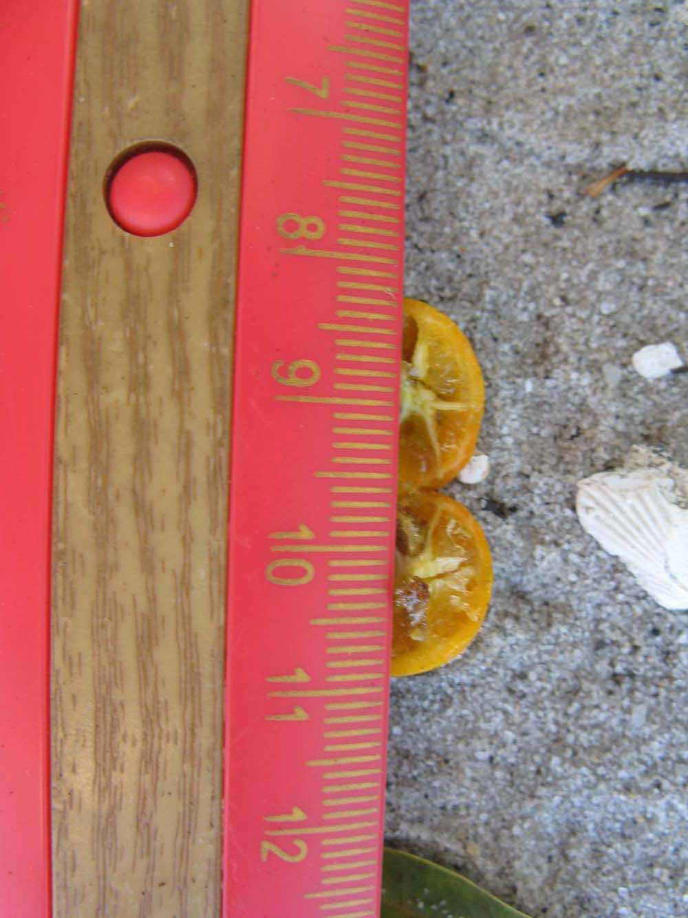              Fruit cross-section (Winter Haven, FL)       